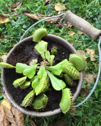 Venus FlyTrap